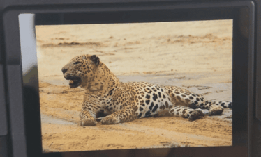 Safaris de la vida salvaje