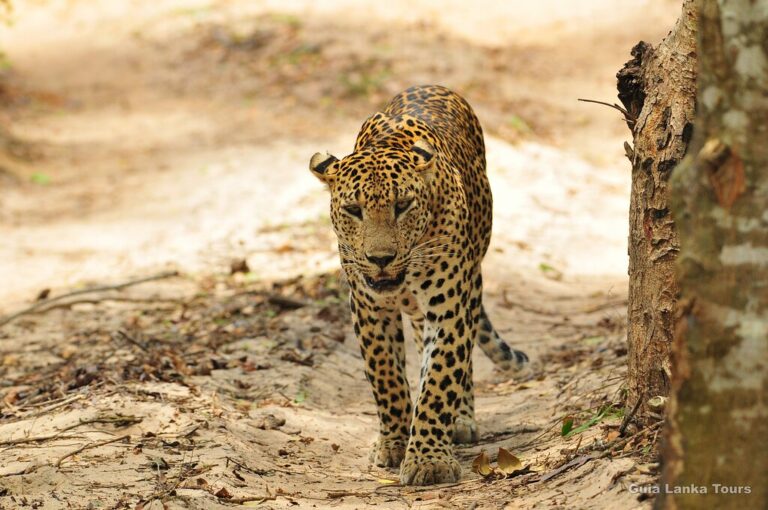 yala-national-park-sri(1)