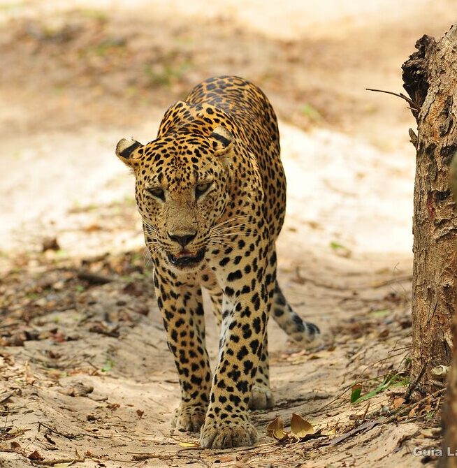 yala-national-park-sri(1) Cierre parcial del Parque Nacional de Yala en 2026: fechas y zonas abiertas