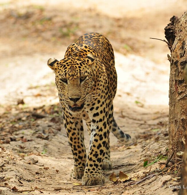 yala-national-park-sri(1) yala-national-park-sri(1)