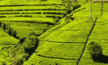 Visita guiada por la ciudad de Nuwara Eliya