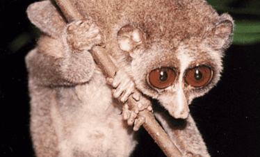 Safari nocturno para observar loris