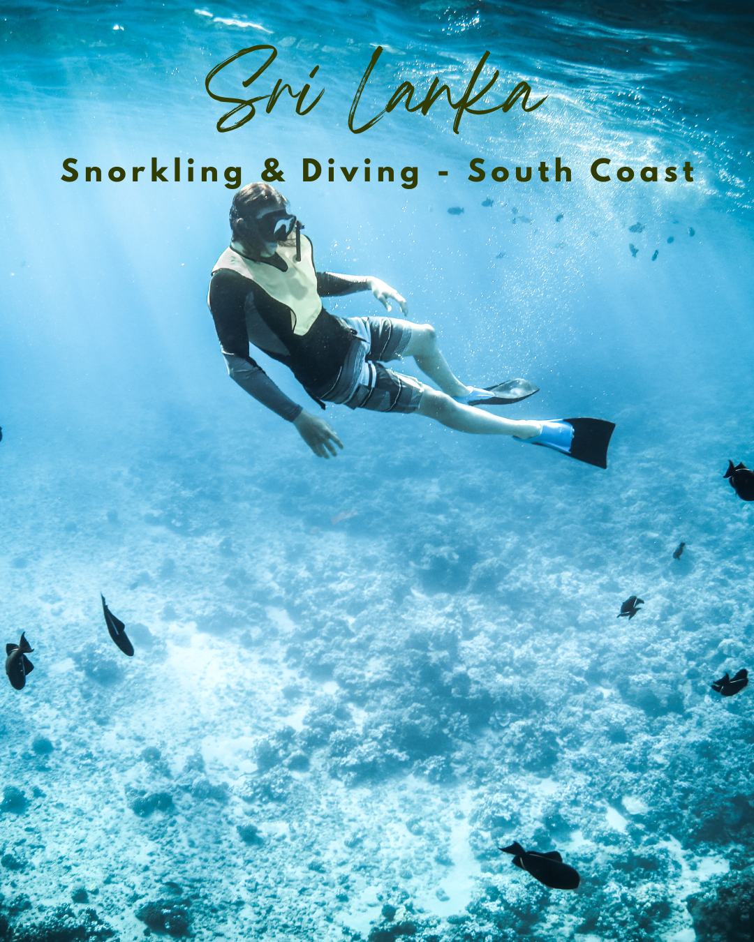 Snorkel y Buceo en la costa sur de Sri Lanka
