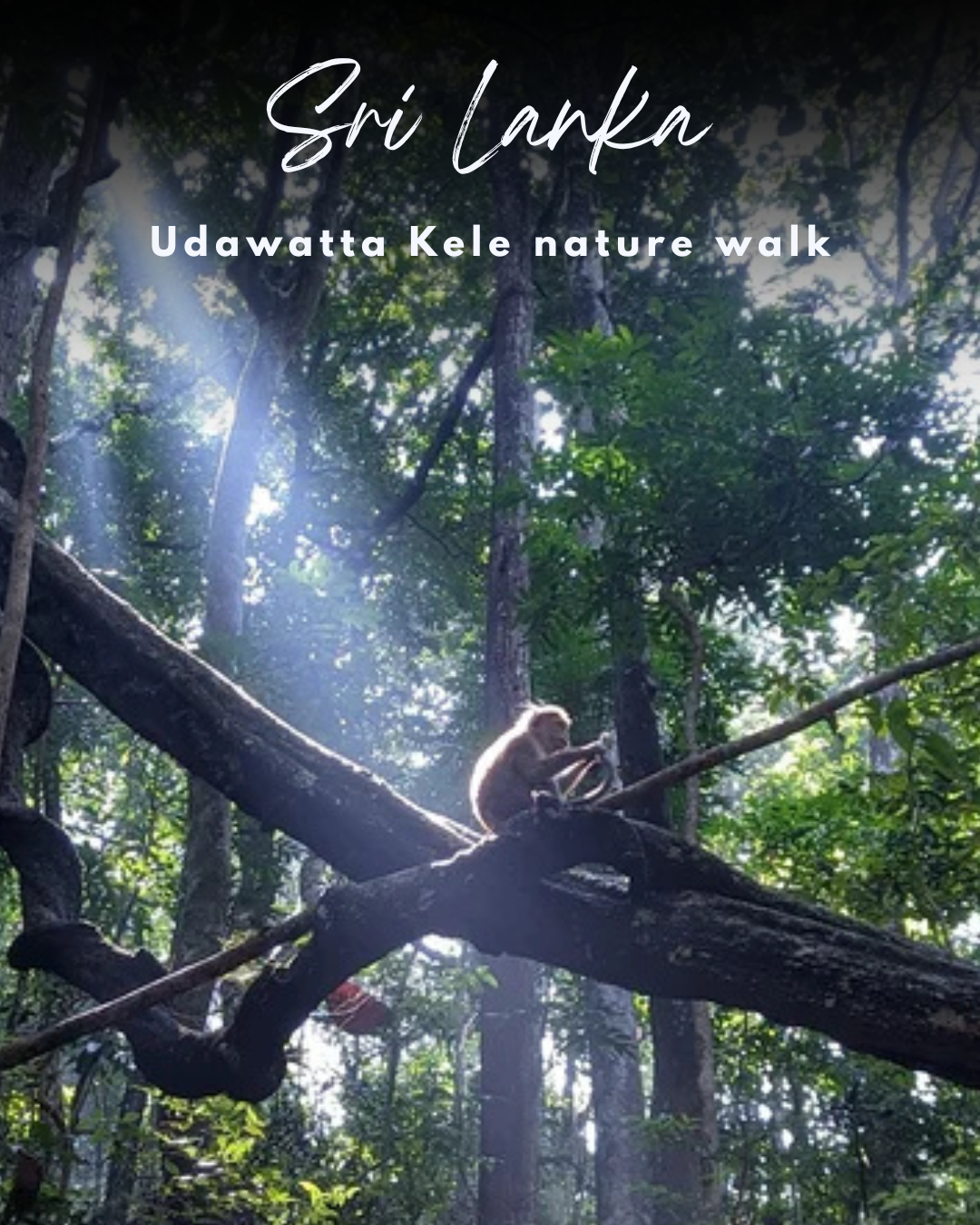 Paseo por la naturaleza en Udawatta Kele