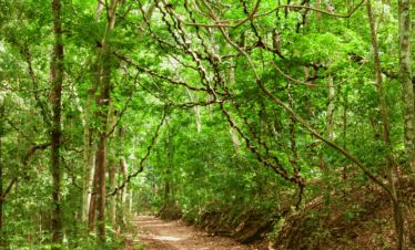 Paseo por la naturaleza en Udawatta Kele