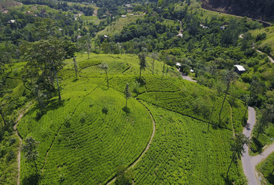 Things to do in Nuwara Eliya Things to do in Nuwara Eliya