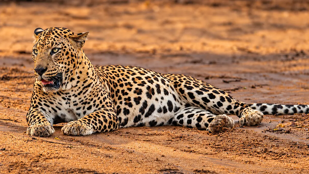 National Geographic destaca los leopardos y la diversidad natural de Yala