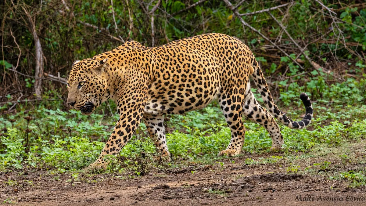 walking-leopard-blog-thumbnail
